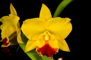 Rhyncholaeliocattleya N.R. Arnie AM/AOS 81 pts.